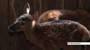 Эликсир молодости: как устроено пантовое оленеводство в Алтайском крае?