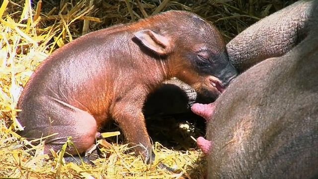 Babirusa Piglet at Chester Zoo смотреть онлайн