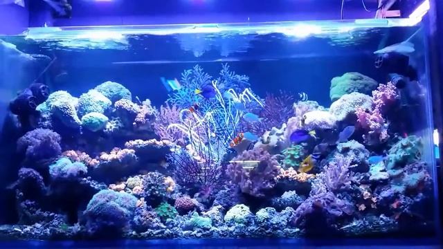 180w G3 LED Aquarium Light For Marine Tank -CTLITE смотреть онлайн