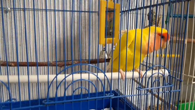 Попугай неразлучник Кеша. Parrot lovebird смотреть онлайн