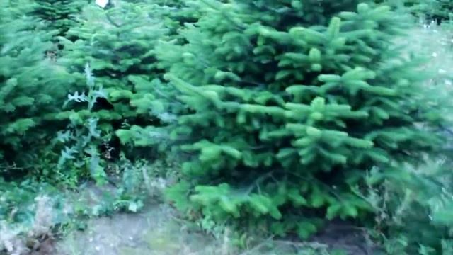 16 254 Пихта Нордмана срезанная 2.25 – 2.50 м. смотреть онлайн