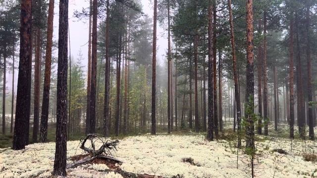 Взял мешок и отправился за грибами.Сентябрь 2023 год. смотреть онлайн
