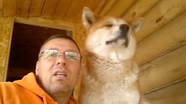 Алтайский Игорь Борисович-дрессировщик собак смотреть онлайн