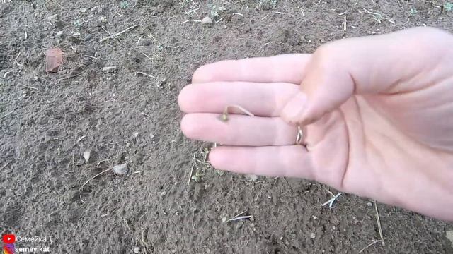 Горчица белая как удобрение. Спасаем горчицу от воробьев. Отпугиватель от птиц. Горчица сидерат. смотреть онлайн