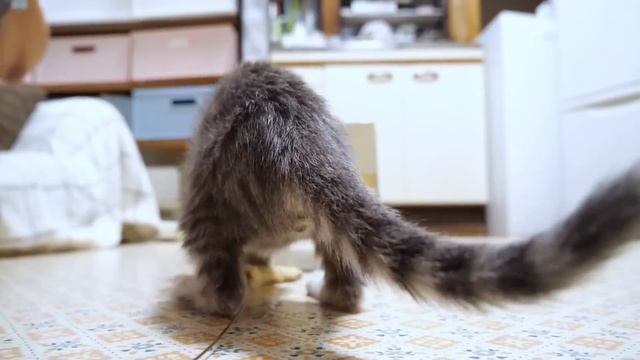 かわいい子猫の詰め合わせ箱にこの後予想外の事が起こってビックリしました【赤ちゃん猫　保護猫】 смотреть онлайн