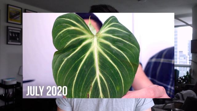 Top 5 Favourite Plants 💚 - Philodendrons, Alocasias, Hoya | May Favourites 2021 | PLANT IN LECA смотреть онлайн