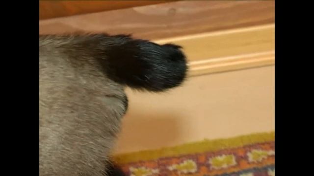 Миконгский-бобтейл - порода кошек- собак смотреть онлайн