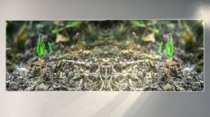 Выращивание голубой ели из семян.