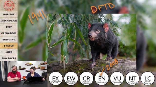 Facts About The Tasmanian Devil | Facts | Stuff Lab
