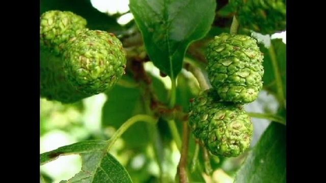 Alder - Alnus glutinosa смотреть онлайн