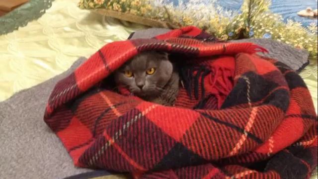 Самый лучший кот... смотреть онлайн