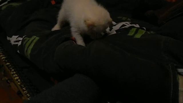 Кот ловит Мышь. смотреть онлайн