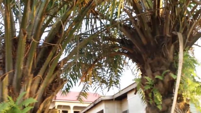 Importance of Palm Tree, New Song, eye Abe. смотреть онлайн