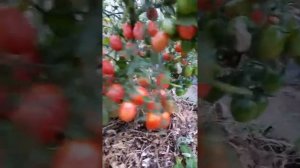 Обзор сорта томатов ЧИО ЧИО САН в теплице