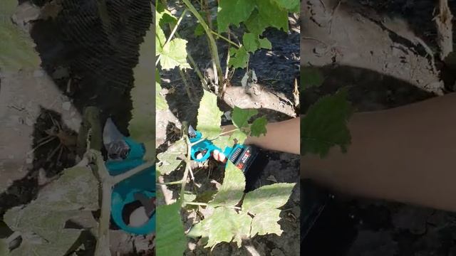Секатор аккумуляторный. обрезаем малину