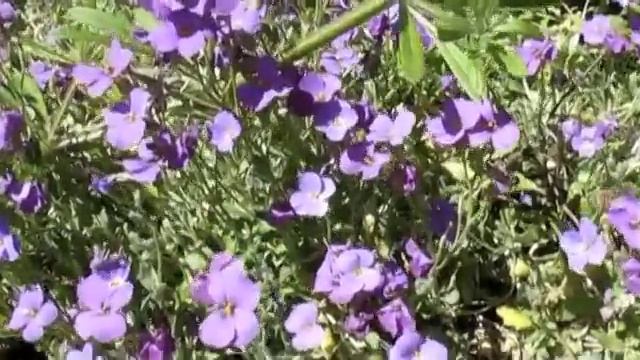 Rilke 'Who, if I cried out, would hear me among the angelic orders смотреть онлайн