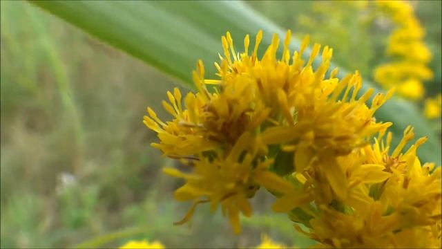 Canadese Guldenroede (Solidago Canadensis) [Dubbel] - 2014-07-12
