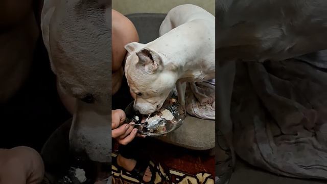 кашаааа, а то все корм да корм смотреть онлайн