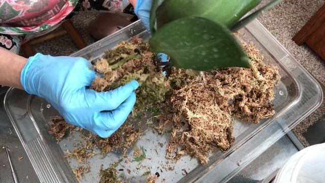 ОХИДЕИ. Новая орхидея Manhattan из Икеа. Немедленная пересадка! смотреть онлайн