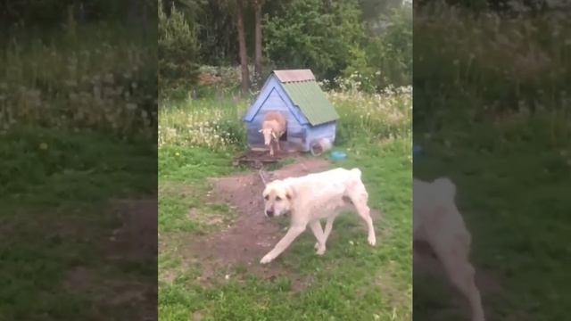 спалили смотреть онлайн