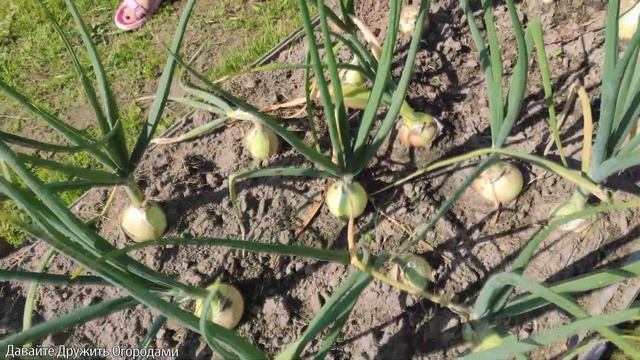 Как вырастить шикарный лук. Штутгартен и Эксибишн. смотреть онлайн