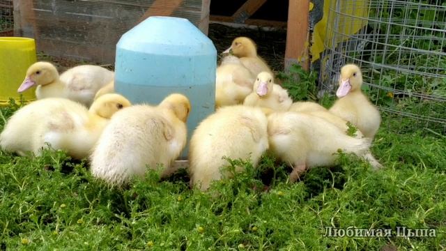 Кому ДВОРЕЦ - кому ШАЛАШ❓НЕПРИХОТЛИВЫЕ & НЕЖЕНКИ ➡️ утки & индюки смотреть онлайн