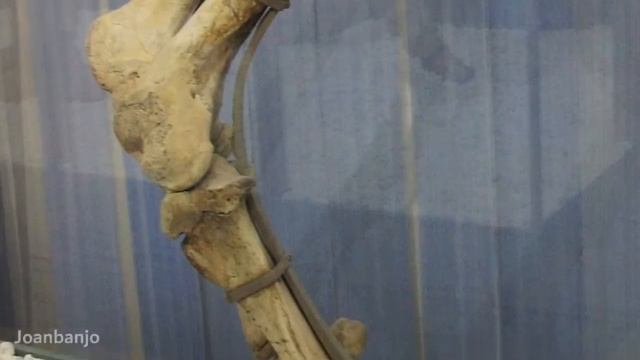 Darwin's Weirdest Animal, Identified смотреть онлайн