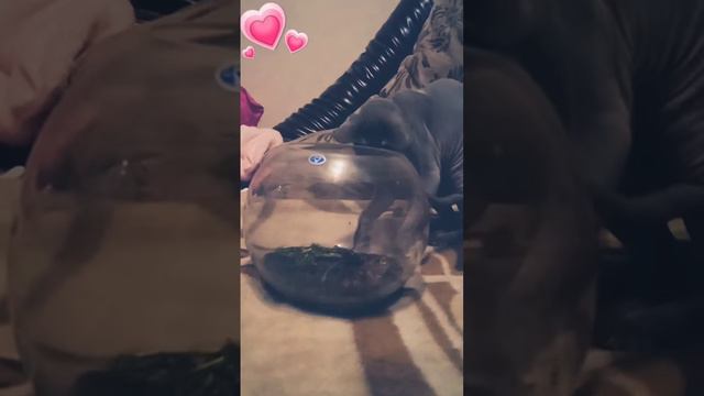 биба и боба # фелька🐱и лягушка🐸 подружились # напишите как назвать лягушку