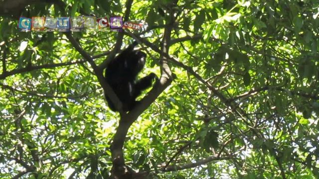 Siamang, One of endangered animals that have Very Loud Voiced смотреть онлайн
