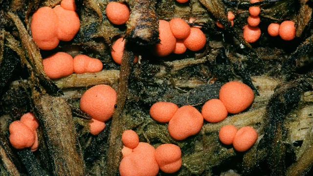 Lycogala Epidendrum