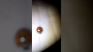 как ухаживать за божьей коровкой 🐞