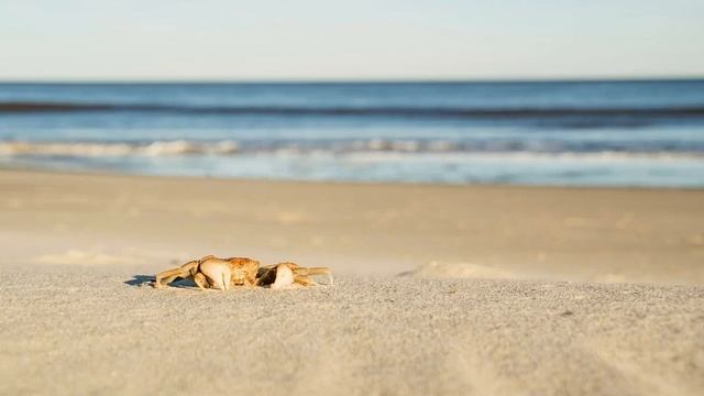 Руслан Черный Стрекоза Feat Willow смотреть онлайн