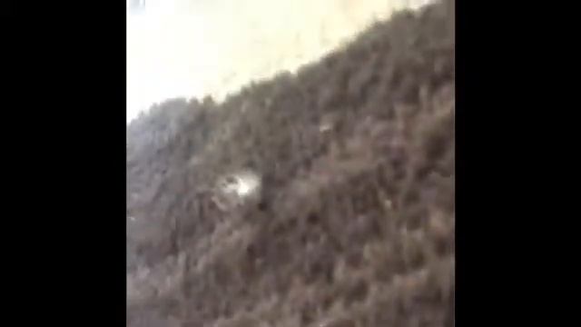 Roly Poly Plays Dead! смотреть онлайн