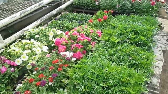 Рассада цветов смотреть онлайн