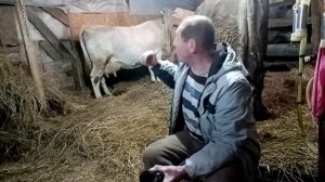 Сколько стоит корова.