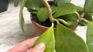 Мои хойи сегодня. Как ухаживать за хойей. Почему хойя не цветет . Условия выращивания. Опыт 6 лет .