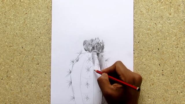 How To Draw A Cactus Flower Step By Step: Pencil Sketch Cactus Flower Drawing смотреть онлайн