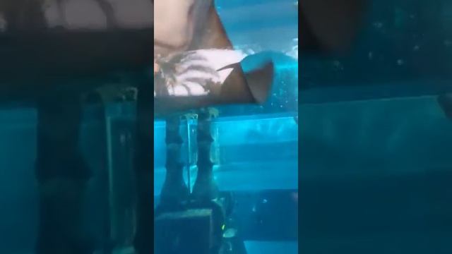 Аквариум в Эмиратах смотреть онлайн