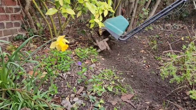 Стоит ли покупать электрокультиватор? Обзор работы электрофрезы.