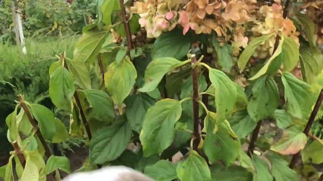 Обрезаю гортензии на зиму. Только шапки режу,остальное на весеннее черенкование пойдёт.#гортензии смотреть онлайн