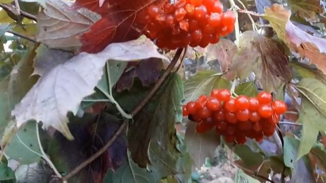 Калина красная ягода смотреть онлайн