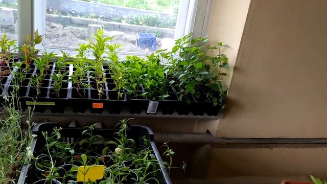 #Мои цветы участвуют в озеленении нашего города# смотреть онлайн