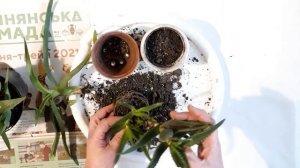 реанимируем алоэ