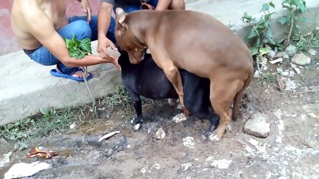 Perros Pitbull