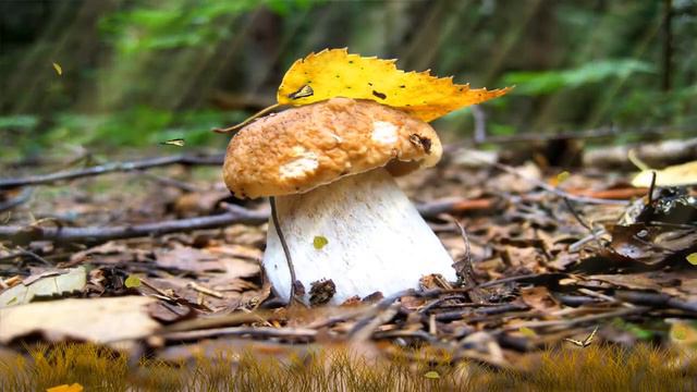 Leo Rojas Greatest Hits Full Album 2021- Best of Pan Flute - Leo Rojas Sus Exitos 2021 смотреть онлайн