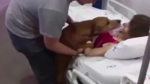 Врачи закричали, когда увидели кто запрыгнул на руки умирающей женщине!