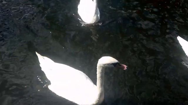 Такой красивый, хоть и без настроения!!!/So handsome, although not in mood!!! смотреть онлайн