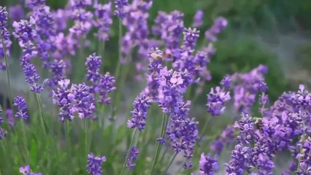 55)Очищение дома, помещения от сихра,подклада. смотреть онлайн