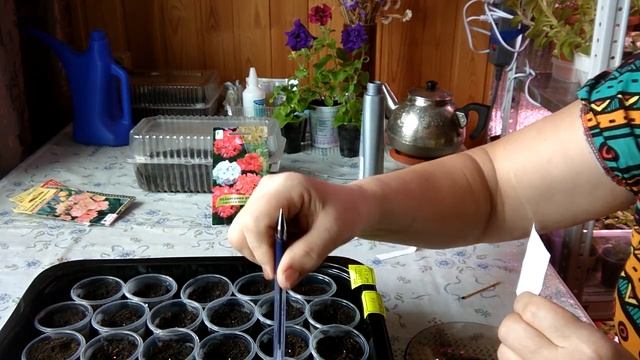 Сеем эустому и герань. (Рассказываю все подробно) смотреть онлайн