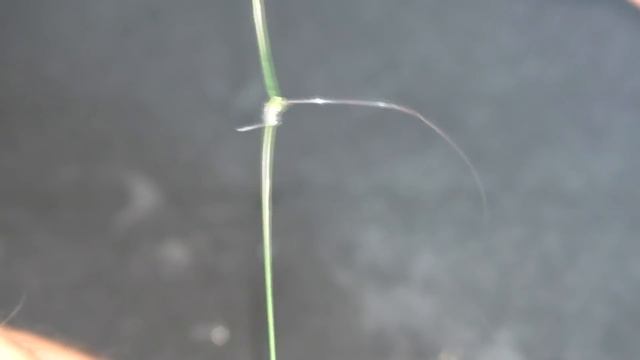 Как привязать поводок ,чтобы не путался? Простой способ. смотреть онлайн